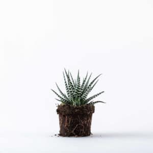 הוורתיה מפוספסת