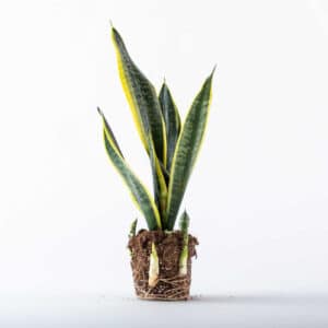 סנסיווריה מגוונת