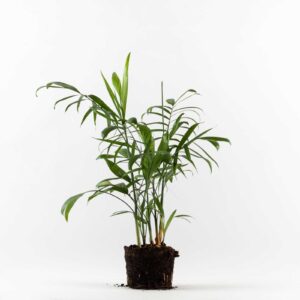 כמידוראה זייפריץ