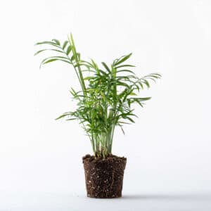 חמדוריאה נאה