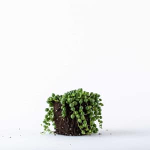 סנציה פנינים - סביון ראולי