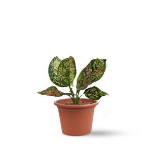 אגלונמה אדומה