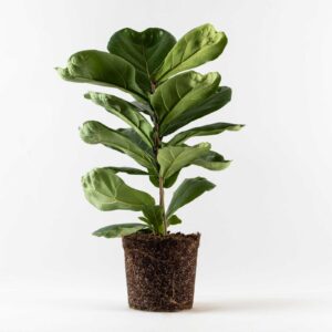 פיקוס כינורי