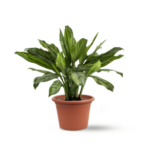 אגלונמה סילבר