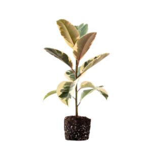 פיקוס גומי מגוון