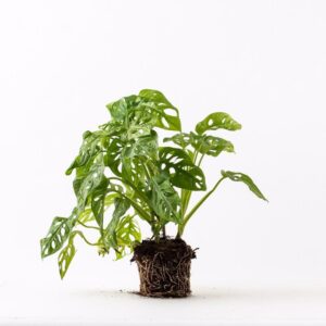 מונסטרה מאנקי מאסק