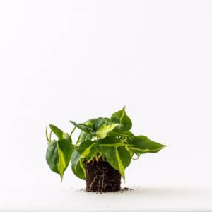 סקנדנס ברזיל