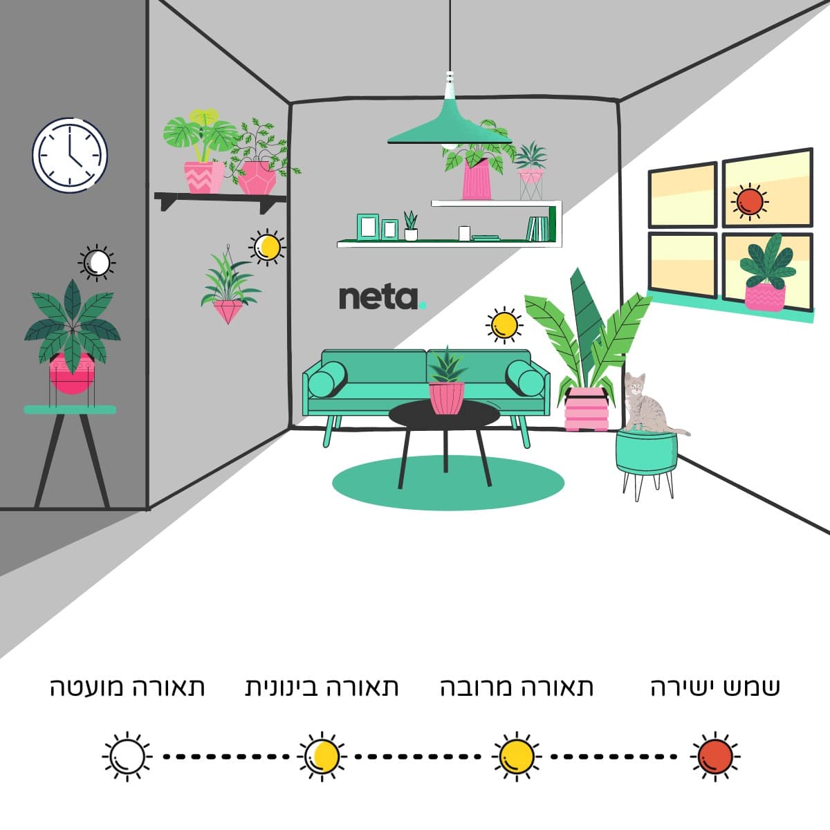 מפת תאורה לצמחי בית