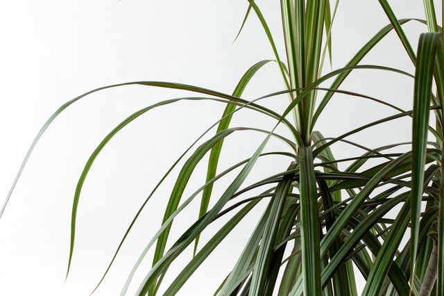 דרצנה מרגינטה