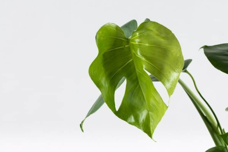 מונסטרה תנאי טיפול