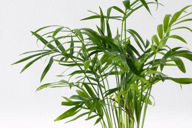 כמידוראה נאה תנאי טיפול