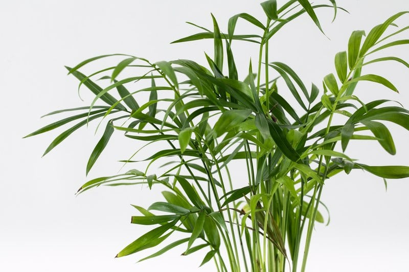 כמידוראה נאה תנאי טיפול