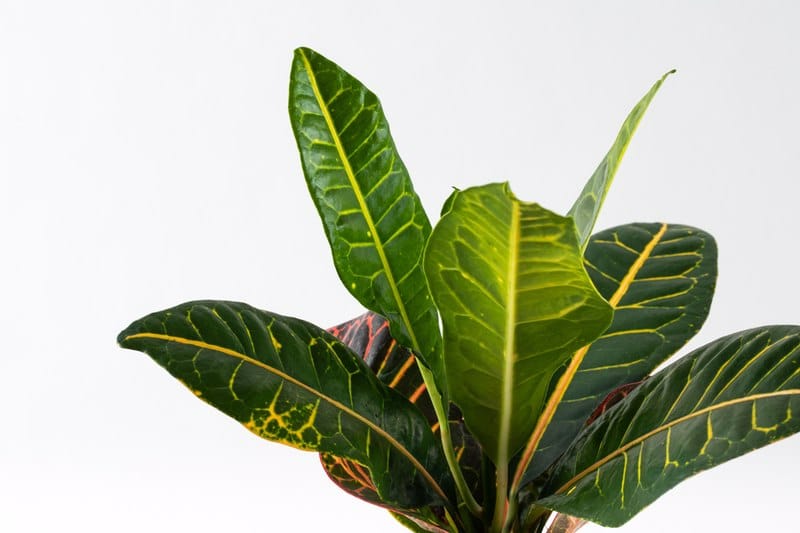 קרוטון פטרה תנאי טיפול