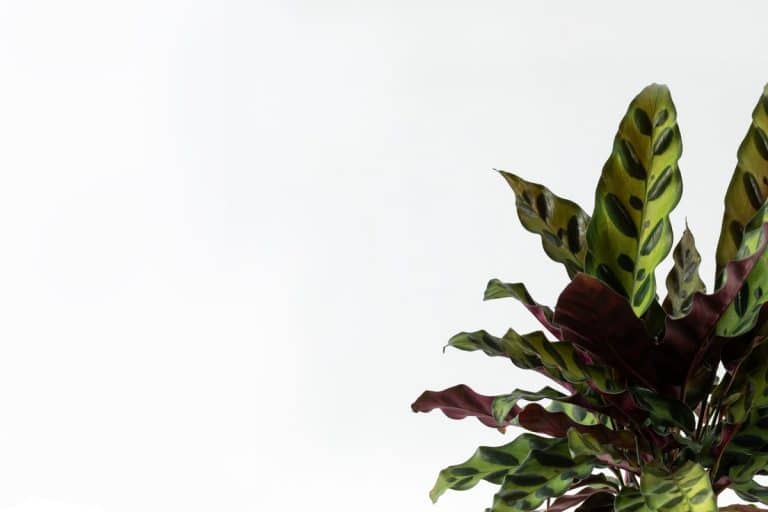 קלתיאה אינסיגניס הוראות טיפול