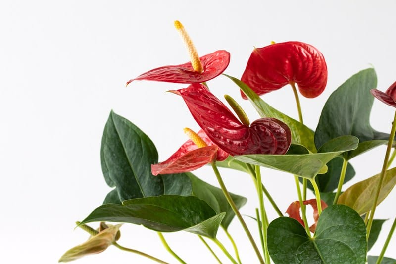 אנטוריום תנאי טיפול