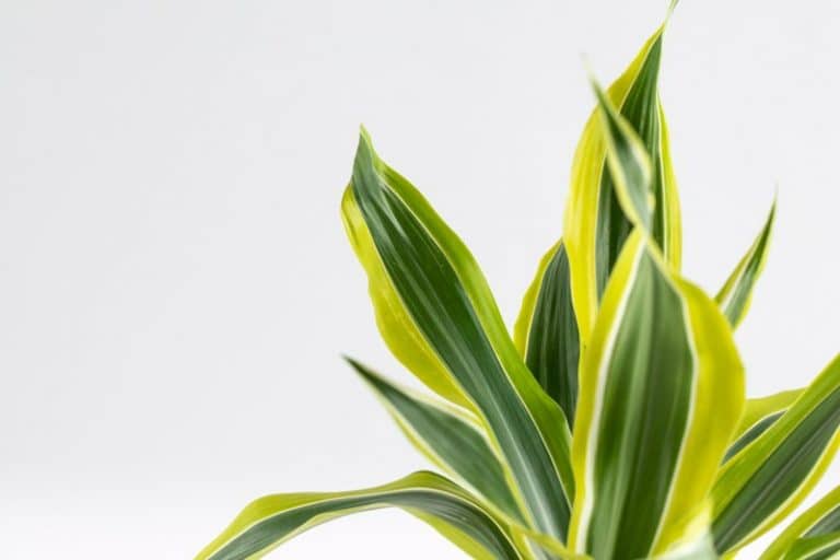 דרצנה למון ליים תנאי טיפול