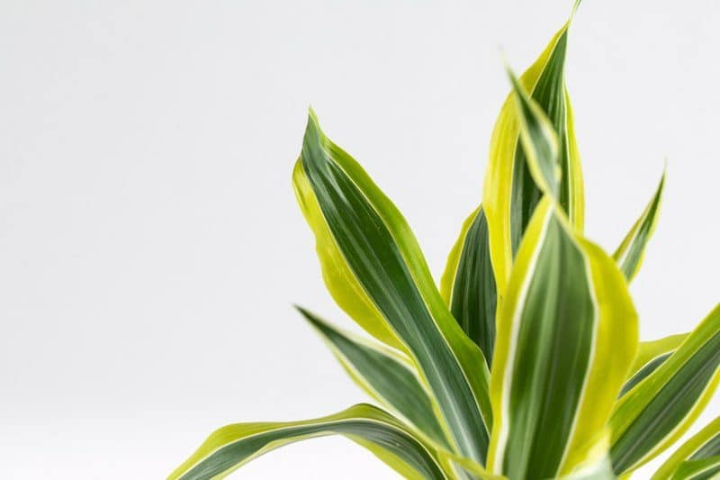 דרצנה למון ליים תנאי טיפול