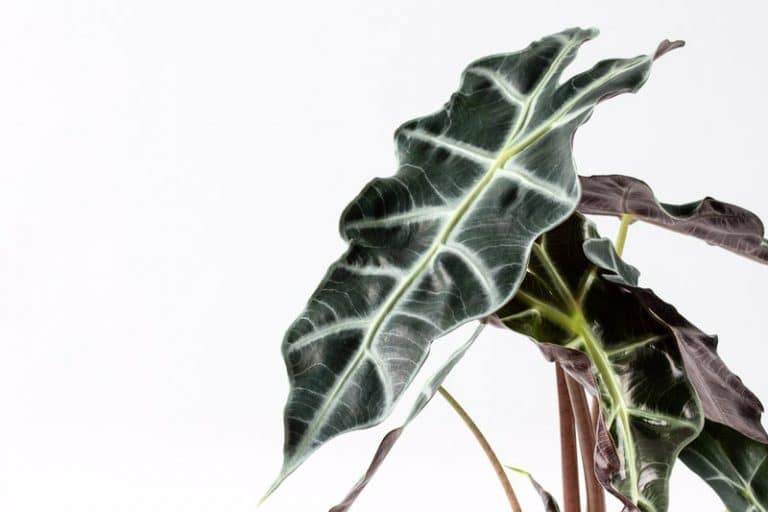 אלוקסיה פולי תנאי טיפול