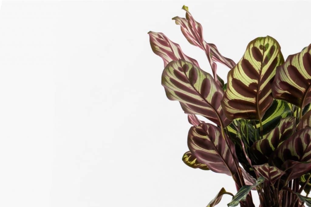 קלתיאה מקויאנה טיפול