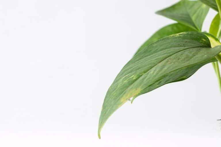 פוטוס טיפול