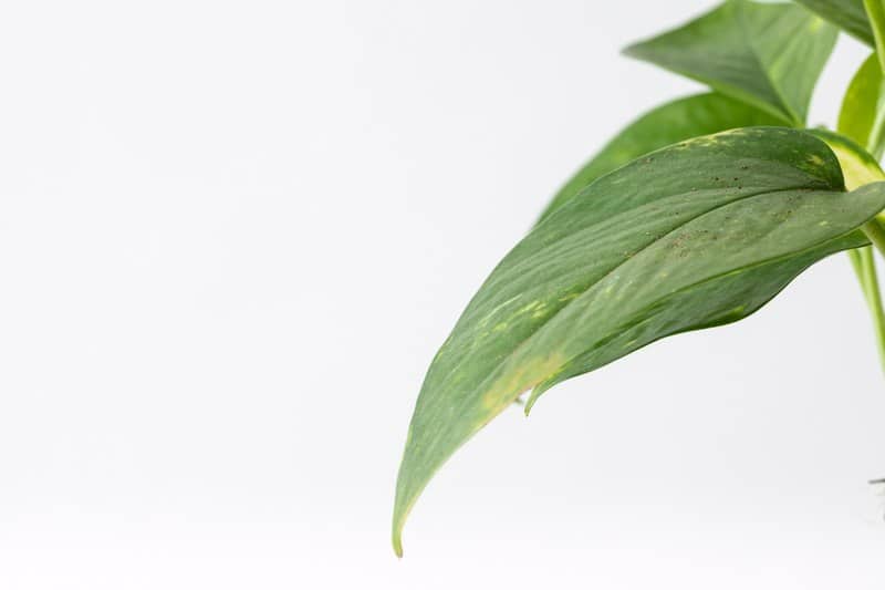 פוטוס טיפול