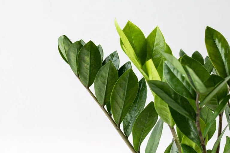 זמיה קוקוס טיפול