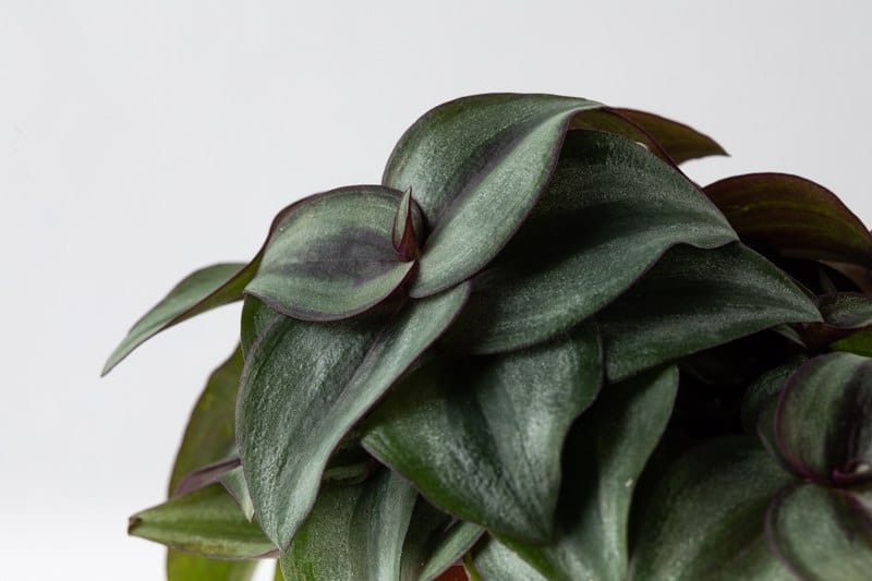 יהודי נודד זברינה