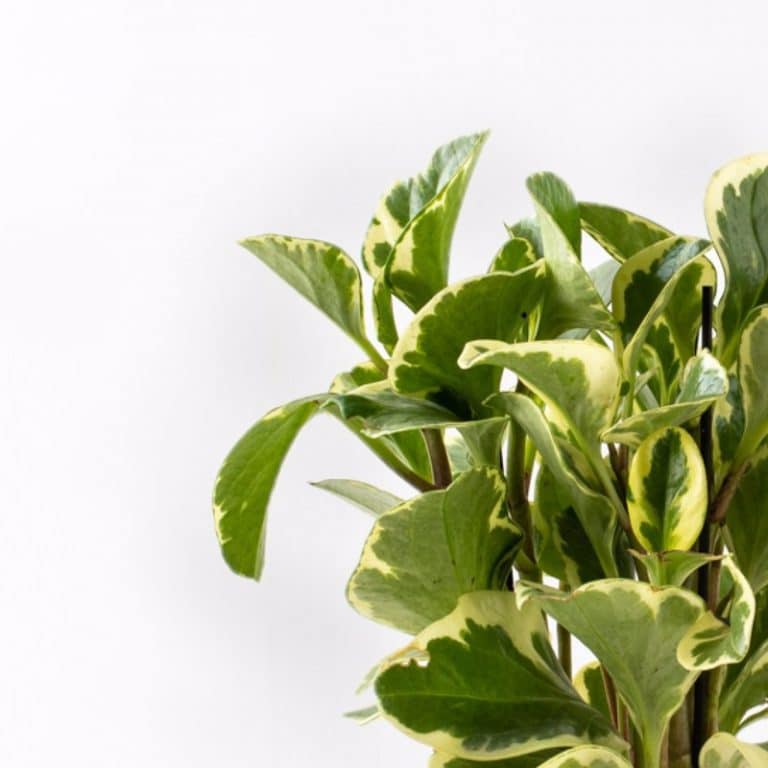 פפרומיה מגניפוליה