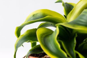 אילו צמחי בית קשה מאוד להרוג