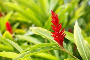 אילו צמחים מתאימים נגד מחלות ומחזקים את המערכת החיסונית