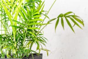 חמדוריאה שיפריצי