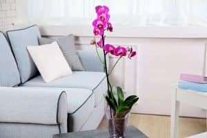 סוגי סחלבים והיכן כדאי למקם אותם בתוך הבית