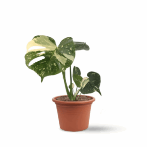 מונסטרה מגוונת אלבו תאי קטנסטליישן