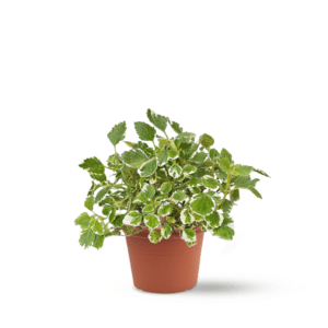 פלקטרנטוס מגוון - דוחה יתושים