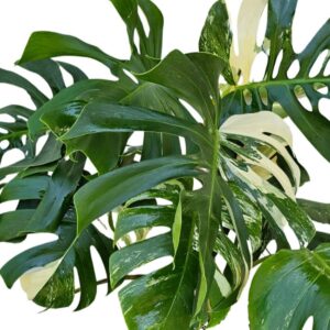 מונסטרה אלבו