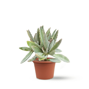 ניצנית לבידה