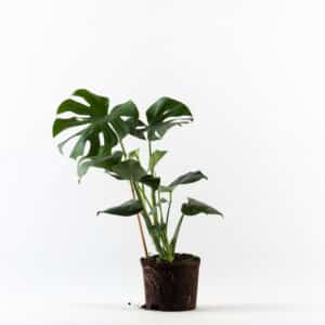 מונסטרה נאה