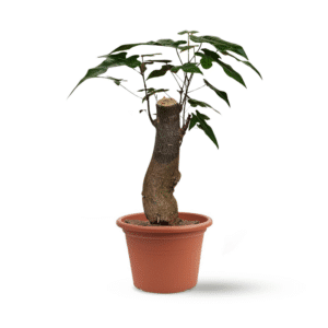 עץ האהבה ברכיכיטון (עץ בונסאי)