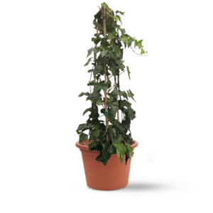 קיסוס עלה גדול