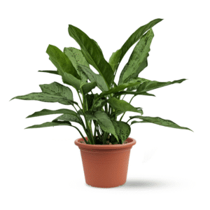 אגלונמה פרידמן