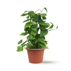 פוטוס על מקל מוס