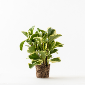 פפרומיה מגוונת