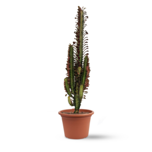חלבלוב טריגונה רוברה (RUBERA)