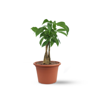 פכירה בונסאי (Pachira aquatica) עץ אגוז מלבר