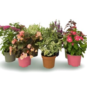 מיקס פורחים