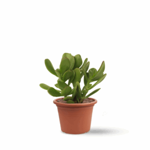 עץ האושר (Jade Tree)