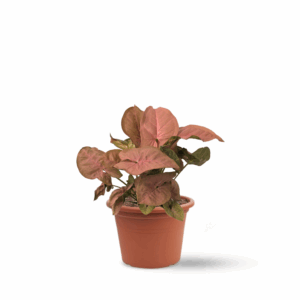 סינגוניום ורוד (pink Syngonium)