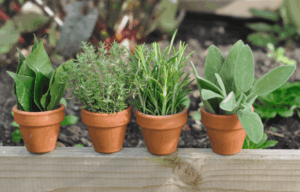 צמחי תבלין במרפסת