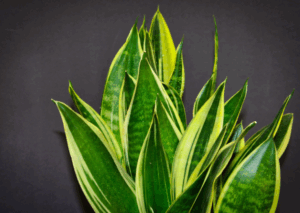 צמחים מטהרי אוויר