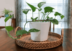 צמחים עמידים במיוחד